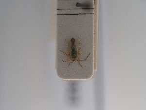  (Tuponia brevirostris - BGE_ZSM_HET_0923)  @11 [ ] by-nc-sa (2025) SNSB, Staatliche Naturwissenschaftliche Sammlungen Bayerns ZSM (SNSB, Zoologische Staatssammlung Muenchen)