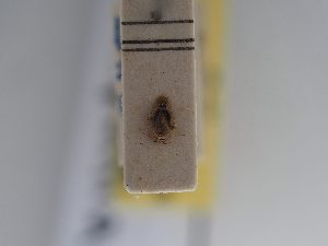  (Tuponia arcufera - BGE_ZSM_HET_0929)  @11 [ ] by-nc-sa (2025) SNSB, Staatliche Naturwissenschaftliche Sammlungen Bayerns ZSM (SNSB, Zoologische Staatssammlung Muenchen)