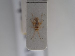  (Tuponia elegans - BGE_ZSM_HET_0930)  @11 [ ] by-nc-sa (2025) SNSB, Staatliche Naturwissenschaftliche Sammlungen Bayerns ZSM (SNSB, Zoologische Staatssammlung Muenchen)
