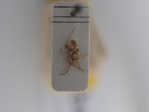  (Tuponia - BGE_ZSM_HET_0940)  @11 [ ] by-nc-sa (2025) SNSB, Staatliche Naturwissenschaftliche Sammlungen Bayerns ZSM (SNSB, Zoologische Staatssammlung Muenchen)