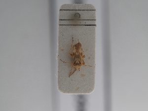  ( - BGE_ZSM_HET_0941)  @11 [ ] by-nc-sa (2025) SNSB, Staatliche Naturwissenschaftliche Sammlungen Bayerns ZSM (SNSB, Zoologische Staatssammlung Muenchen)