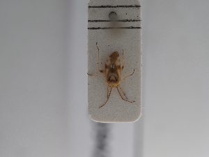  ( - BGE_ZSM_HET_0942)  @11 [ ] by-nc-sa (2025) SNSB, Staatliche Naturwissenschaftliche Sammlungen Bayerns ZSM (SNSB, Zoologische Staatssammlung Muenchen)