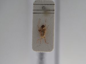  ( - BGE_ZSM_HET_0943)  @11 [ ] by-nc-sa (2025) SNSB, Staatliche Naturwissenschaftliche Sammlungen Bayerns ZSM (SNSB, Zoologische Staatssammlung Muenchen)