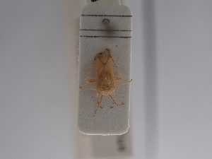  ( - BGE_ZSM_HET_0947)  @11 [ ] by-nc-sa (2025) SNSB, Staatliche Naturwissenschaftliche Sammlungen Bayerns ZSM (SNSB, Zoologische Staatssammlung Muenchen)