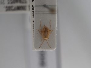 (Psallus dionysus - BGE_ZSM_HET_0948)  @11 [ ] by-nc-sa (2025) SNSB, Staatliche Naturwissenschaftliche Sammlungen Bayerns ZSM (SNSB, Zoologische Staatssammlung Muenchen)