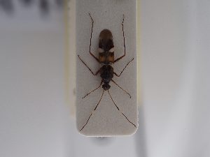  (Systellonotus discoidalis - BGE_ZSM_HET_0950)  @11 [ ] by-nc-sa (2025) SNSB, Staatliche Naturwissenschaftliche Sammlungen Bayerns ZSM (SNSB, Zoologische Staatssammlung Muenchen)