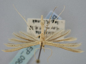  (Tabulaephorus - BGE_ZSM_LEP_0905)  @11 [ ] by-nc-sa (2024) SNSB, Staatliche Naturwissenschaftliche Sammlungen Bayerns ZSM (SNSB, Zoologische Staatssammlung Muenchen)