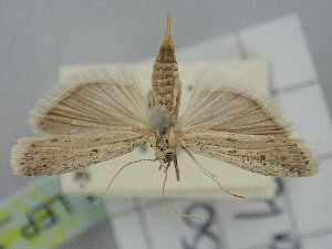  ( - BGE_ZSM_LEP_1508)  @11 [ ] by-nc-sa (2024) SNSB, Staatliche Naturwissenschaftliche Sammlungen Bayerns ZSM (SNSB, Zoologische Staatssammlung Muenchen)