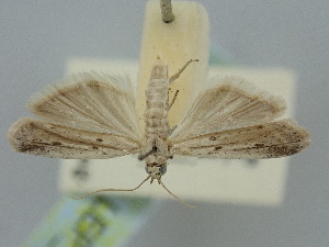  ( - BGE_ZSM_LEP_1509)  @11 [ ] by-nc-sa (2024) SNSB, Staatliche Naturwissenschaftliche Sammlungen Bayerns ZSM (SNSB, Zoologische Staatssammlung Muenchen)