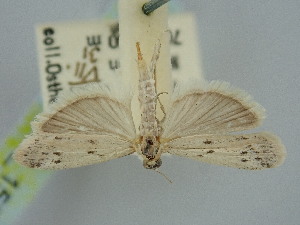  ( - BGE_ZSM_LEP_1510)  @11 [ ] by-nc-sa (2024) SNSB, Staatliche Naturwissenschaftliche Sammlungen Bayerns ZSM (SNSB, Zoologische Staatssammlung Muenchen)