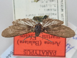  (Artona martini - BGE_ZSM_LEP_1644)  @11 [ ] by-nc-sa (2024) SNSB, Staatliche Naturwissenschaftliche Sammlungen Bayerns ZSM (SNSB, Zoologische Staatssammlung Muenchen)