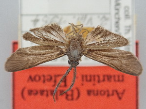  ( - BGE_ZSM_LEP_1645)  @11 [ ] by-nc-sa (2024) SNSB, Staatliche Naturwissenschaftliche Sammlungen Bayerns ZSM (SNSB, Zoologische Staatssammlung Muenchen)