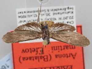  ( - BGE_ZSM_LEP_1646)  @11 [ ] by-nc-sa (2024) SNSB, Staatliche Naturwissenschaftliche Sammlungen Bayerns ZSM (SNSB, Zoologische Staatssammlung Muenchen)