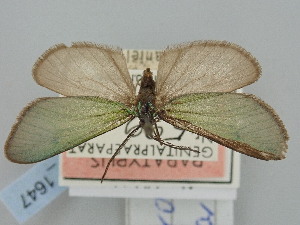  ( - BGE_ZSM_LEP_1647)  @11 [ ] by-nc-sa (2024) SNSB, Staatliche Naturwissenschaftliche Sammlungen Bayerns ZSM (SNSB, Zoologische Staatssammlung Muenchen)