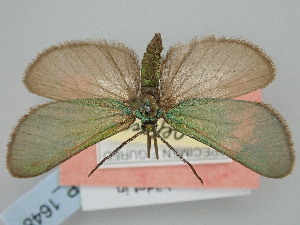 ( - BGE_ZSM_LEP_1648)  @11 [ ] by-nc-sa (2024) SNSB, Staatliche Naturwissenschaftliche Sammlungen Bayerns ZSM (SNSB, Zoologische Staatssammlung Muenchen)