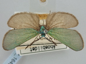  ( - BGE_ZSM_LEP_1649)  @11 [ ] by-nc-sa (2024) SNSB, Staatliche Naturwissenschaftliche Sammlungen Bayerns ZSM (SNSB, Zoologische Staatssammlung Muenchen)