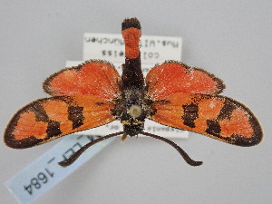  ( - BGE_ZSM_LEP_1684)  @11 [ ] by-nc-sa (2024) SNSB, Staatliche Naturwissenschaftliche Sammlungen Bayerns ZSM (SNSB, Zoologische Staatssammlung Muenchen)