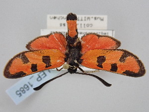  ( - BGE_ZSM_LEP_1685)  @11 [ ] by-nc-sa (2024) SNSB, Staatliche Naturwissenschaftliche Sammlungen Bayerns ZSM (SNSB, Zoologische Staatssammlung Muenchen)