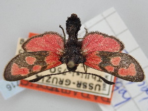  (Zygaena haberhaueri kobachidzei - BGE_ZSM_LEP_1716)  @11 [ ] by-nc-sa (2024) SNSB, Staatliche Naturwissenschaftliche Sammlungen Bayerns ZSM (SNSB, Zoologische Staatssammlung Muenchen)