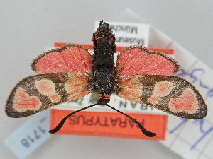  (Zygaena haberhaueri demangei - BGE_ZSM_LEP_1718)  @11 [ ] by-nc-sa (2024) SNSB, Staatliche Naturwissenschaftliche Sammlungen Bayerns ZSM (SNSB, Zoologische Staatssammlung Muenchen)