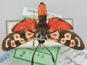  (Zygaena occitanica vandalitia - BGE_ZSM_LEP_1739)  @11 [ ] by-nc-sa (2024) SNSB, Staatliche Naturwissenschaftliche Sammlungen Bayerns ZSM (SNSB, Zoologische Staatssammlung Muenchen)