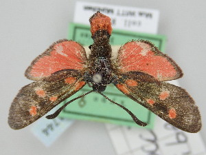  (Zygaena occitanica iberica - BGE_ZSM_LEP_1744)  @11 [ ] by-nc-sa (2024) SNSB, Staatliche Naturwissenschaftliche Sammlungen Bayerns ZSM (SNSB, Zoologische Staatssammlung Muenchen)