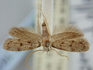  ( - BGE_ZSM_LEP_1820)  @11 [ ] by-nc-sa (2024) SNSB, Staatliche Naturwissenschaftliche Sammlungen Bayerns ZSM (SNSB, Zoologische Staatssammlung Muenchen)