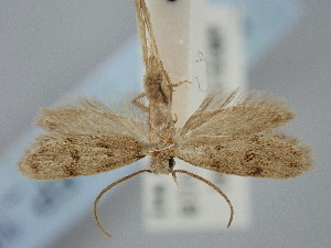  ( - BGE_ZSM_LEP_1821)  @11 [ ] by-nc-sa (2024) SNSB, Staatliche Naturwissenschaftliche Sammlungen Bayerns ZSM (SNSB, Zoologische Staatssammlung Muenchen)