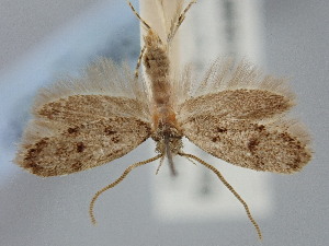  ( - BGE_ZSM_LEP_1822)  @11 [ ] by-nc-sa (2024) SNSB, Staatliche Naturwissenschaftliche Sammlungen Bayerns ZSM (SNSB, Zoologische Staatssammlung Muenchen)
