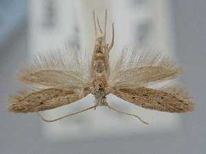  ( - BGE_ZSM_LEP_1845)  @11 [ ] by-nc-sa (2024) SNSB, Staatliche Naturwissenschaftliche Sammlungen Bayerns ZSM (SNSB, Zoologische Staatssammlung Muenchen)