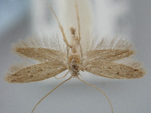  ( - BGE_ZSM_LEP_1846)  @11 [ ] by-nc-sa (2024) SNSB, Staatliche Naturwissenschaftliche Sammlungen Bayerns ZSM (SNSB, Zoologische Staatssammlung Muenchen)
