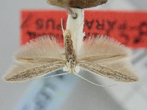  (Coleophora peisoniella - BGE_ZSM_LEP_1951)  @11 [ ] by-nc-sa (2024) SNSB, Staatliche Naturwissenschaftliche Sammlungen Bayerns ZSM (SNSB, Zoologische Staatssammlung Muenchen)