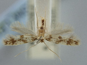  ( - BGE_ZSM_LEP_2120)  @11 [ ] by-nc-sa (2024) SNSB, Staatliche Naturwissenschaftliche Sammlungen Bayerns ZSM (SNSB, Zoologische Staatssammlung Muenchen)