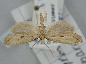  ( - BGE_ZSM_LEP_2173)  @11 [ ] by-nc-sa (2024) SNSB, Staatliche Naturwissenschaftliche Sammlungen Bayerns ZSM (SNSB, Zoologische Staatssammlung Muenchen)