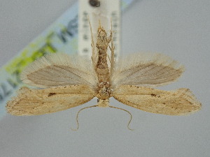  ( - BGE_ZSM_LEP_2175)  @11 [ ] by-nc-sa (2024) SNSB, Staatliche Naturwissenschaftliche Sammlungen Bayerns ZSM (SNSB, Zoologische Staatssammlung Muenchen)