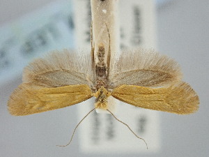  (Reisserita latiusculella - BGE_ZSM_LEP_2201)  @11 [ ] by-nc-sa (2024) SNSB, Staatliche Naturwissenschaftliche Sammlungen Bayerns ZSM (SNSB, Zoologische Staatssammlung Muenchen)