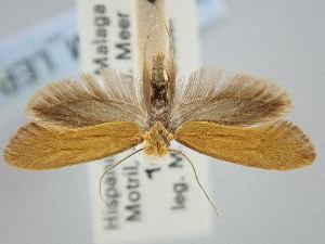  ( - BGE_ZSM_LEP_2202)  @11 [ ] by-nc-sa (2024) SNSB, Staatliche Naturwissenschaftliche Sammlungen Bayerns ZSM (SNSB, Zoologische Staatssammlung Muenchen)