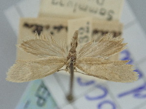  ( - BGE_ZSM_LEP_2386)  @11 [ ] by-nc-sa (2024) SNSB, Staatliche Naturwissenschaftliche Sammlungen Bayerns ZSM (SNSB, Zoologische Staatssammlung Muenchen)