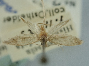  ( - BGE_ZSM_LEP_2390)  @11 [ ] by-nc-sa (2024) SNSB, Staatliche Naturwissenschaftliche Sammlungen Bayerns ZSM (SNSB, Zoologische Staatssammlung Muenchen)