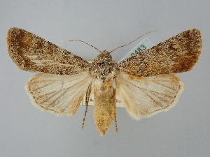  ( - BGE_ZSM_LEP_2483)  @11 [ ] by-nc-sa (2025) SNSB, Staatliche Naturwissenschaftliche Sammlungen Bayerns ZSM (SNSB, Zoologische Staatssammlung Muenchen)