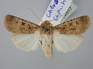  ( - BGE_ZSM_LEP_2517)  @11 [ ] by-nc-sa (2025) SNSB, Staatliche Naturwissenschaftliche Sammlungen Bayerns ZSM (SNSB, Zoologische Staatssammlung Muenchen)