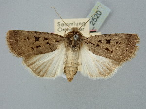  ( - BGE_ZSM_LEP_2520)  @11 [ ] by-nc-sa (2025) SNSB, Staatliche Naturwissenschaftliche Sammlungen Bayerns ZSM (SNSB, Zoologische Staatssammlung Muenchen)