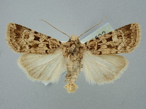  ( - BGE_ZSM_LEP_2532)  @11 [ ] by-nc-sa (2025) SNSB, Staatliche Naturwissenschaftliche Sammlungen Bayerns ZSM (SNSB, Zoologische Staatssammlung Muenchen)