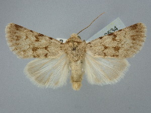  ( - BGE_ZSM_LEP_2534)  @11 [ ] by-nc-sa (2025) SNSB, Staatliche Naturwissenschaftliche Sammlungen Bayerns ZSM (SNSB, Zoologische Staatssammlung Muenchen)