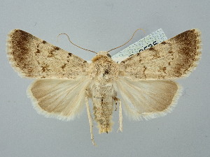  ( - BGE_ZSM_LEP_2535)  @11 [ ] by-nc-sa (2025) SNSB, Staatliche Naturwissenschaftliche Sammlungen Bayerns ZSM (SNSB, Zoologische Staatssammlung Muenchen)