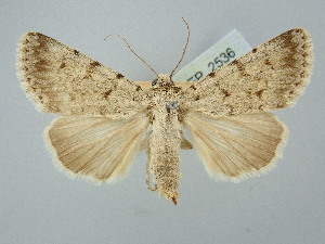  ( - BGE_ZSM_LEP_2536)  @11 [ ] by-nc-sa (2025) SNSB, Staatliche Naturwissenschaftliche Sammlungen Bayerns ZSM (SNSB, Zoologische Staatssammlung Muenchen)