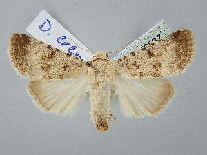  ( - BGE_ZSM_LEP_2537)  @11 [ ] by-nc-sa (2025) SNSB, Staatliche Naturwissenschaftliche Sammlungen Bayerns ZSM (SNSB, Zoologische Staatssammlung Muenchen)