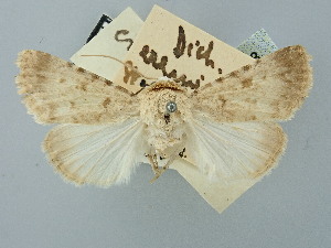  ( - BGE_ZSM_LEP_2538)  @11 [ ] by-nc-sa (2025) SNSB, Staatliche Naturwissenschaftliche Sammlungen Bayerns ZSM (SNSB, Zoologische Staatssammlung Muenchen)