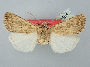  ( - BGE_ZSM_LEP_2555)  @11 [ ] by-nc-sa (2025) SNSB, Staatliche Naturwissenschaftliche Sammlungen Bayerns ZSM (SNSB, Zoologische Staatssammlung Muenchen)