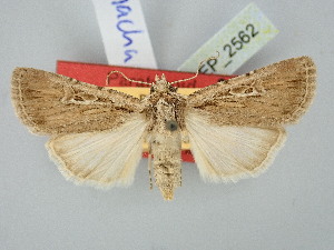  ( - BGE_ZSM_LEP_2562)  @11 [ ] by-nc-sa (2025) SNSB, Staatliche Naturwissenschaftliche Sammlungen Bayerns ZSM (SNSB, Zoologische Staatssammlung Muenchen)